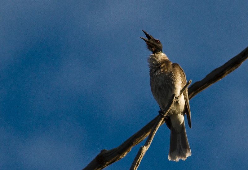 black head jay.jpg